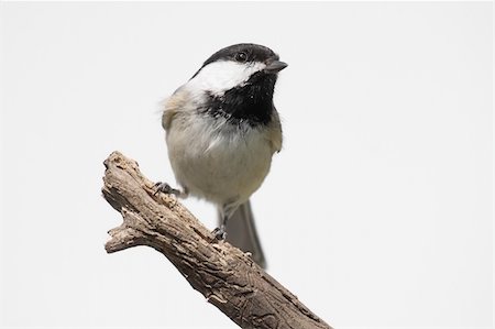 Black-capped Chickadee (poecile atricapilla) on a stump - Isolated on a white background Photographie de stock - Aubaine LD & Abonnement, Code: 400-04598323