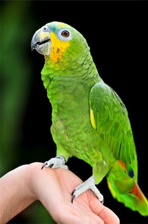 pajarera - Yellow shouldered Amazon parrot perched on hand Foto de stock - Super Valor sin royalties y Suscripción, Código: 400-04598342