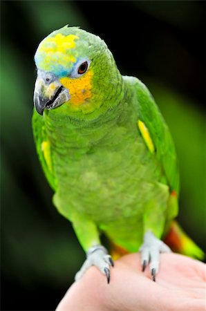 Yellow shouldered Amazon parrot perched on hand Stock Photo - Budget Royalty-Free & Subscription, Code: 400-04598343