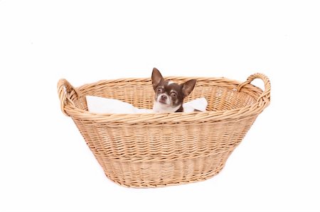 simsearch:400-03942225,k - little dog chihuahua in the wicker basket Fotografie stock - Microstock e Abbonamento, Codice: 400-04598668