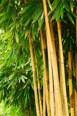 simsearch:400-04736898,k - Asian Bamboo forest in the late afternoon sun. Stock Photo - Budget Royalty-Free & Subscription, Code: 400-04598707