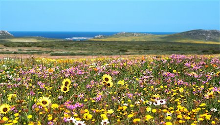 Field of colorful wild flowers with blue sky and ocean in the background in West Coast National Park, South Africa Stock Photo - Budget Royalty-Free & Subscription, Code: 400-04598842
