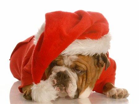 scrooge - english bulldog dressed up like santa clause with sour looking expression Stock Photo - Budget Royalty-Free & Subscription, Code: 400-04598905