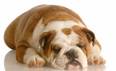 simsearch:400-04576043,k - english bulldog sleeping isolated on white background Stock Photo - Budget Royalty-Free & Subscription, Code: 400-04598907
