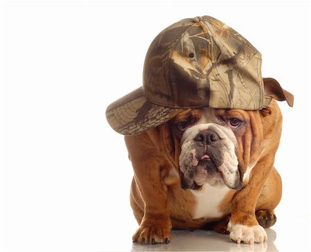 english bulldog wearing hunting cap and silly expression Stock Photo - Budget Royalty-Free & Subscription, Code: 400-04599047