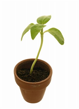 Plant shoot in a clay pot Stock Photo - Budget Royalty-Free & Subscription, Code: 400-04599538