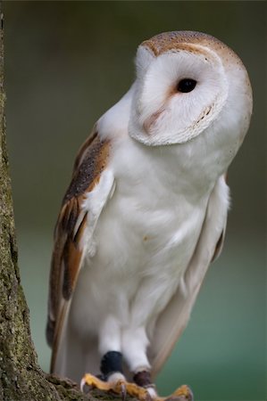 serre (oiseau) - Barn Owl perched on a branch Photographie de stock - Aubaine LD & Abonnement, Code: 400-04599654