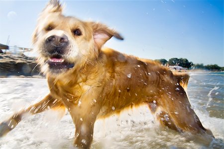 running on beach with dog - Running dog Stock Photo - Budget Royalty-Free & Subscription, Code: 400-04599957