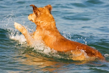 emotional golden retriever - Swimming dog Stock Photo - Budget Royalty-Free & Subscription, Code: 400-04599958