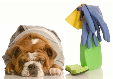 cleaning up after a bad dog - english bulldog with spray bottle and sponge Stock Photo - Budget Royalty-Free & Subscription, Code: 400-04590335