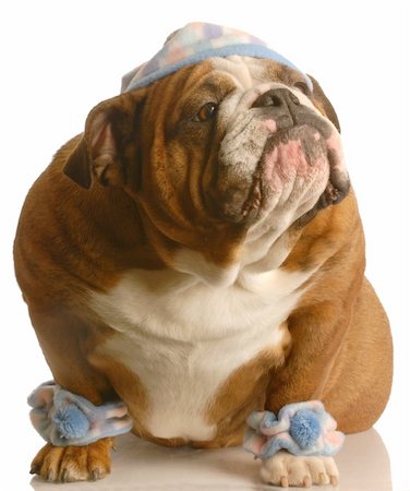 simsearch:400-04576043,k - english bulldog wearing cute hat and leg warmers Stock Photo - Budget Royalty-Free & Subscription, Code: 400-04590337