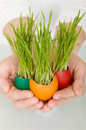 Spring concept - grass sprouting from colorful easter eggs in woman hands Stock Photo - Budget Royalty-Free & Subscription, Code: 400-04590411