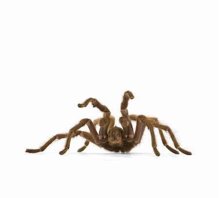 simsearch:600-00864467,k - Wild California Tarantula, genus Aphonopelma, in Defensive Posture Stockbilder - Microstock & Abonnement, Bildnummer: 400-04590562