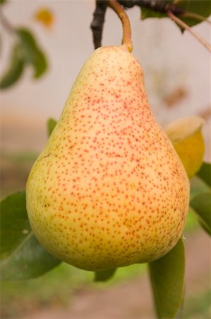 fresh pear on the tree Photographie de stock - Aubaine LD & Abonnement, Code: 400-04590681