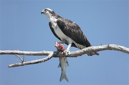 fischadler - Osprey (Pandion haliaetus) in a tree eating a fish against a blue sky Stockbilder - Microstock & Abonnement, Bildnummer: 400-04590931