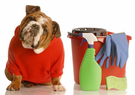 face sponge - house training a puppy - english bulldog sitting beside bucket with cleaning products Stock Photo - Budget Royalty-Free & Subscription, Code: 400-04591761