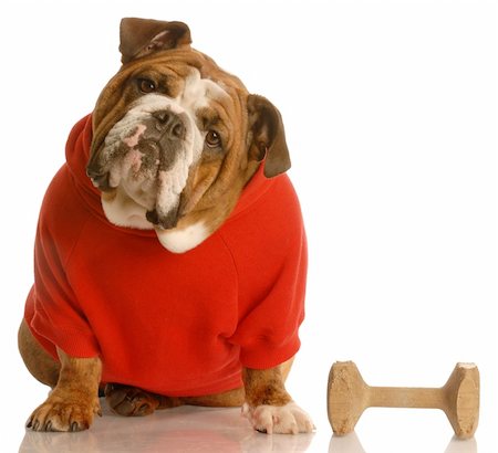 simsearch:400-05306211,k - english bulldog in red sweater with dog training dumbbell Stock Photo - Budget Royalty-Free & Subscription, Code: 400-04591762