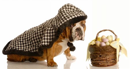 simsearch:400-04576043,k - english bulldog wearing cape ready to deliver easter basket Stock Photo - Budget Royalty-Free & Subscription, Code: 400-04591763