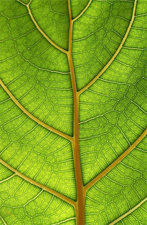 simsearch:400-06409108,k - bright close-up green leaf structure Foto de stock - Royalty-Free Super Valor e Assinatura, Número: 400-04591788