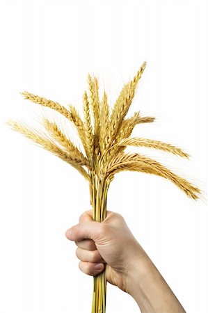 sack flour - Human hands holding bundle of the golden wheat ears Stock Photo - Budget Royalty-Free & Subscription, Code: 400-04591998