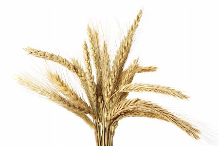 simsearch:400-05386614,k - Wheat isolated on white Stock Photo - Budget Royalty-Free & Subscription, Code: 400-04592005