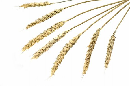 simsearch:400-06093195,k - Wheat isolated on white Photographie de stock - Aubaine LD & Abonnement, Code: 400-04592000