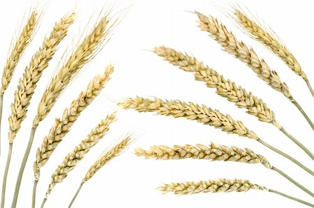 simsearch:400-06093195,k - Wheat isolated on white Photographie de stock - Aubaine LD & Abonnement, Code: 400-04592001
