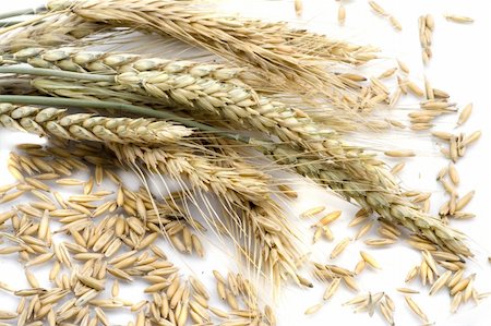 simsearch:400-06093195,k - Wheat ears isolated on cereal background Photographie de stock - Aubaine LD & Abonnement, Code: 400-04592003