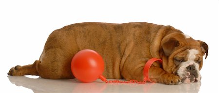 female inmate restrain - ball and chain - english bulldog tied to the old ball and chain Stock Photo - Budget Royalty-Free & Subscription, Code: 400-04592344