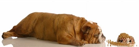 english bulldog laying down sleeping in front of full bowl of food Stock Photo - Budget Royalty-Free & Subscription, Code: 400-04592345