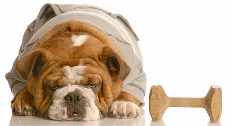 simsearch:400-05306211,k - training a stubborn dog - english bulldog laying down refusing to pick up obedience dumbbell Stock Photo - Budget Royalty-Free & Subscription, Code: 400-04592341