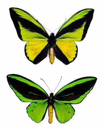 simsearch:400-07674888,k - Green male/female butterflies isolated over white Foto de stock - Super Valor sin royalties y Suscripción, Código: 400-04592463