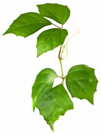 simsearch:400-07830872,k - Natural green leaves isolated over white background Foto de stock - Royalty-Free Super Valor e Assinatura, Número: 400-04592592