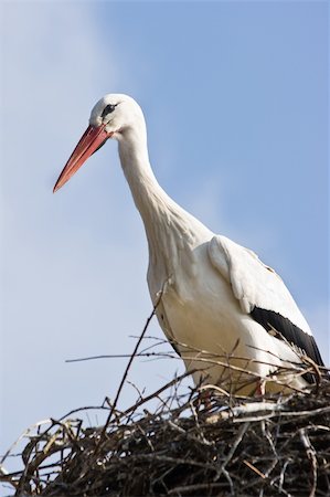 European white stork standing on nest in spring Stock Photo - Budget Royalty-Free & Subscription, Code: 400-04592796