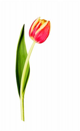 simsearch:400-04035571,k - A photography of a beautiful orange tulip Stock Photo - Budget Royalty-Free & Subscription, Code: 400-04592838