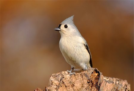 simsearch:400-04085919,k - Tufted Titmouse (baeolophus bicolor) on a stump Foto de stock - Super Valor sin royalties y Suscripción, Código: 400-04593272