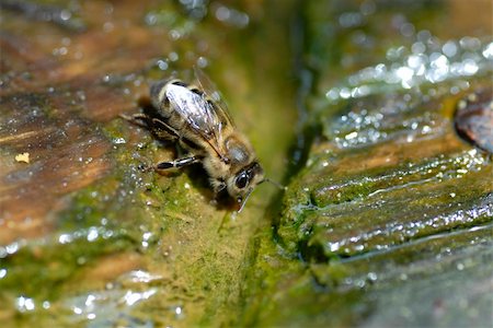Macro Shot of a bee Fotografie stock - Microstock e Abbonamento, Codice: 400-04593282