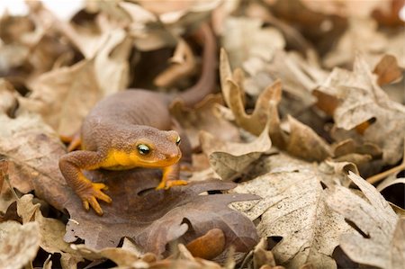 salamandra - California Newt, Taricha torosa, in Oak Leaves Fotografie stock - Microstock e Abbonamento, Codice: 400-04593297