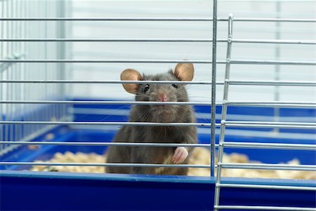 simsearch:400-04719873,k - funny black rat sits in cage Stock Photo - Budget Royalty-Free & Subscription, Code: 400-04593499