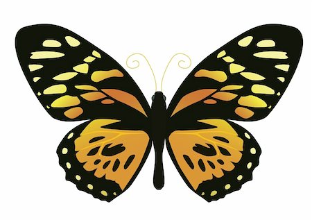 symmetrical animals - butterfly on a white background yellow color Stock Photo - Budget Royalty-Free & Subscription, Code: 400-04593519