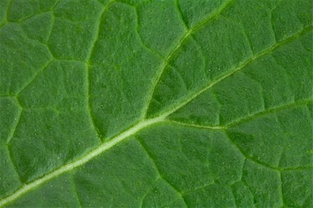 Closeup of Green Leaf showing Veins and Stomata Stock Photo - Budget Royalty-Free & Subscription, Code: 400-04593587
