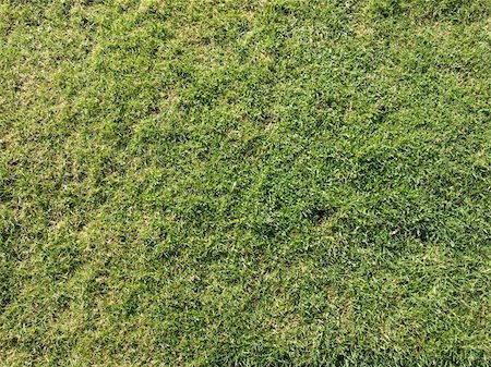 simsearch:400-05118067,k - Green meadow or lawn useful as a grass background Stock Photo - Budget Royalty-Free & Subscription, Code: 400-04593580