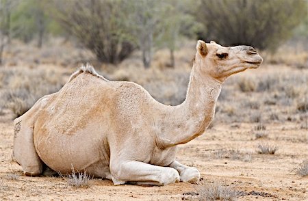 dry swamps - One of the more than 200.000 camels that were set free in the Australian desert after rail transportation became available. Stock Photo - Budget Royalty-Free & Subscription, Code: 400-04593680