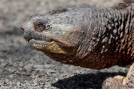 simsearch:400-04339363,k - Common Snapping Turtle (Chelydra serpentina) in early spring Photographie de stock - Aubaine LD & Abonnement, Code: 400-04593735