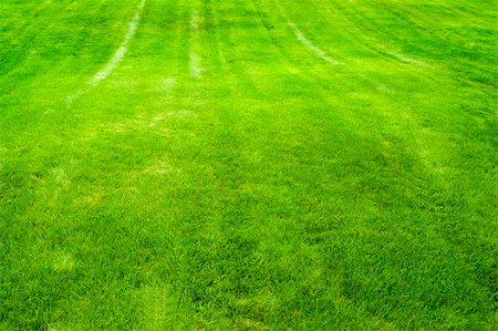 simsearch:400-05318999,k - Closeup detail of texture in green grass lawn Photographie de stock - Aubaine LD & Abonnement, Code: 400-04593738