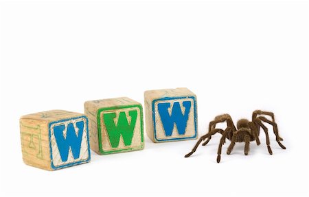 Tarantula with blocks spelling WWW for World Wide Web Stock Photo - Budget Royalty-Free & Subscription, Code: 400-04604078