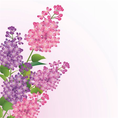 simsearch:400-08197381,k - Bouquet of beautiful lilac blossoms against white background Foto de stock - Super Valor sin royalties y Suscripción, Código: 400-04604142