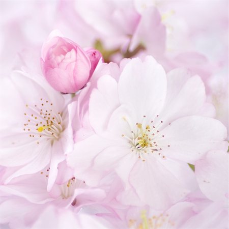 Soft spring card with sakura flower Stock Photo - Budget Royalty-Free & Subscription, Code: 400-04604197