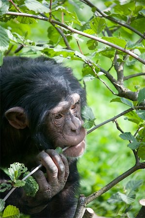 Ape Stockbilder - Microstock & Abonnement, Bildnummer: 400-04604319