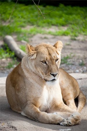 side view of lion head - Lion Stock Photo - Budget Royalty-Free & Subscription, Code: 400-04604327